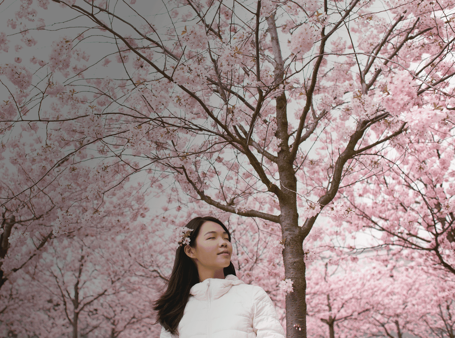 Une fille se tient sereinement devant des fleurs de cerisier qui bloquent tout le ciel. Le mot japonais "haru" est superposé à sa traduction français, "printemps".