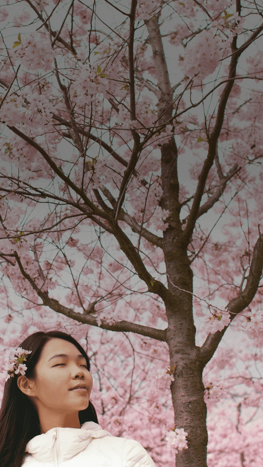 Une fille se tient sereinement devant des fleurs de cerisier qui bloquent tout le ciel. Le mot japonais "haru" est superposé à sa traduction français, "printemps".