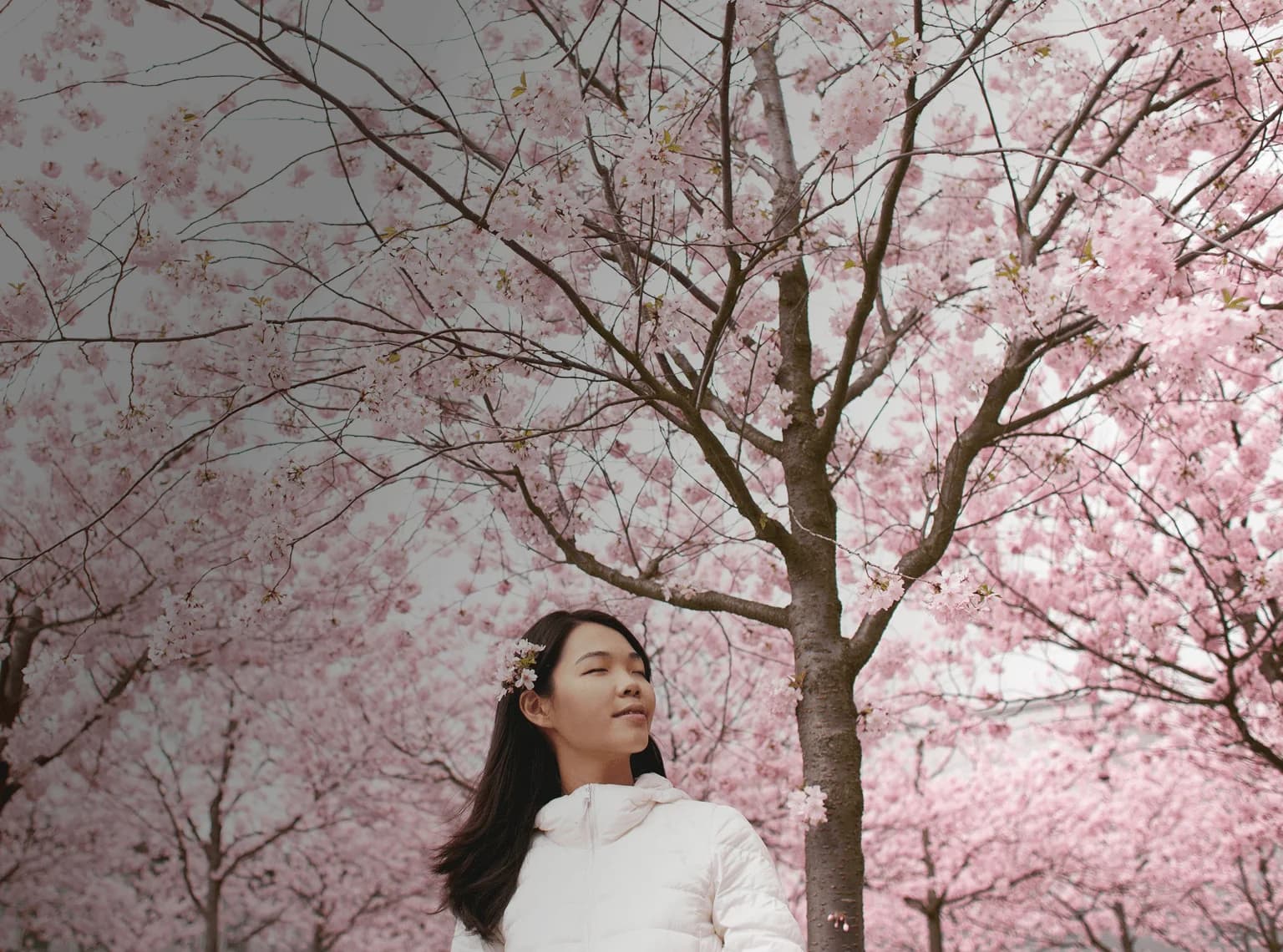 Une fille se tient sereinement devant des fleurs de cerisier qui bloquent tout le ciel. Le mot japonais "haru" est superposé à sa traduction français, "printemps".
