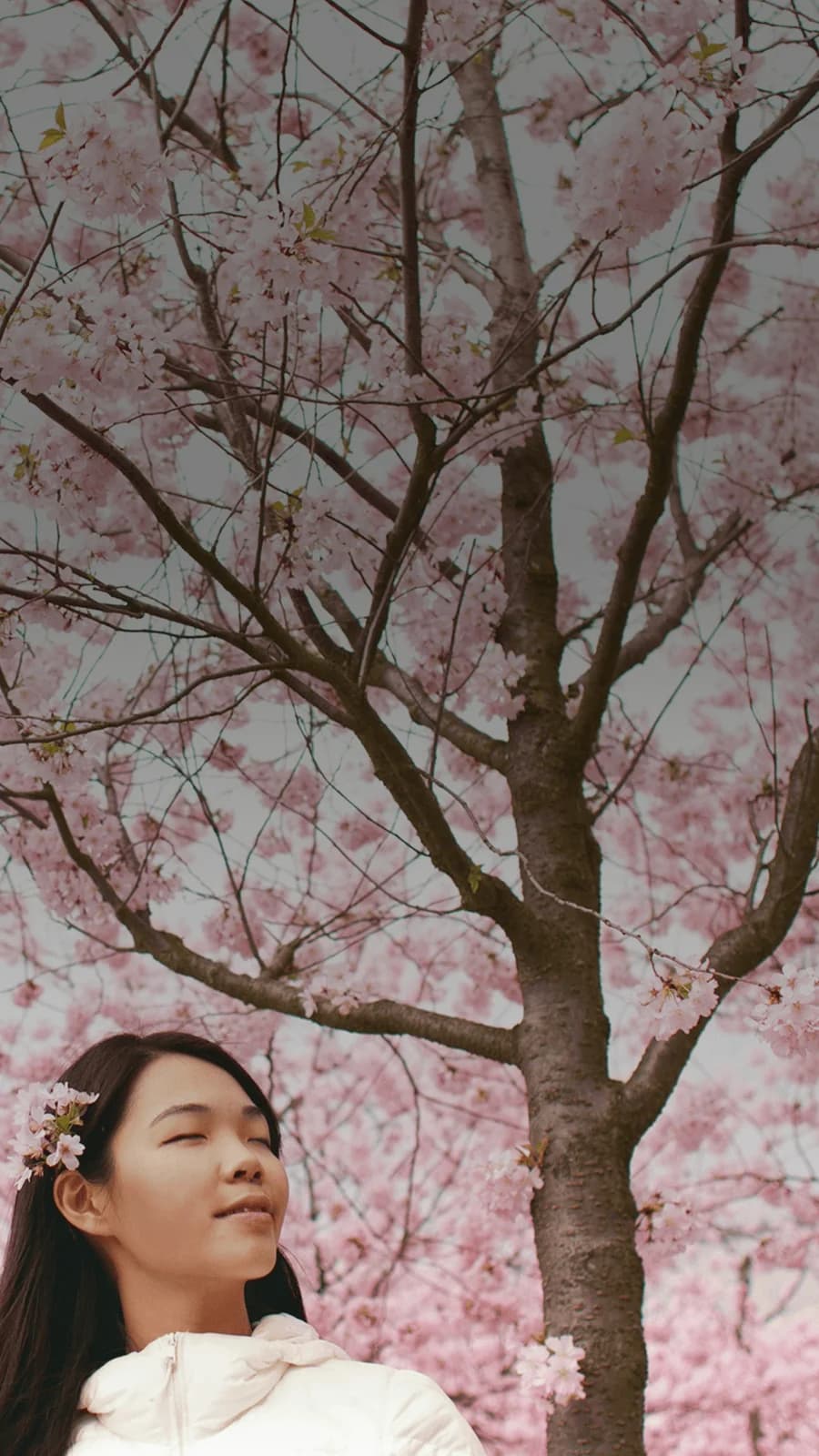 Une fille se tient sereinement devant des fleurs de cerisier qui bloquent tout le ciel. Le mot japonais "haru" est superposé à sa traduction français, "printemps".